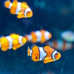 Long Beach Aquarium